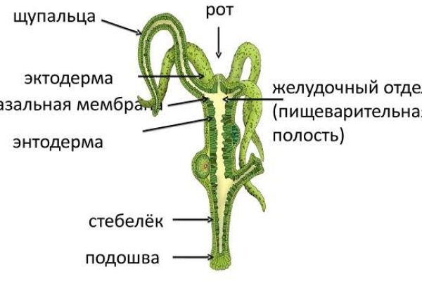 Мега ссылка для тора