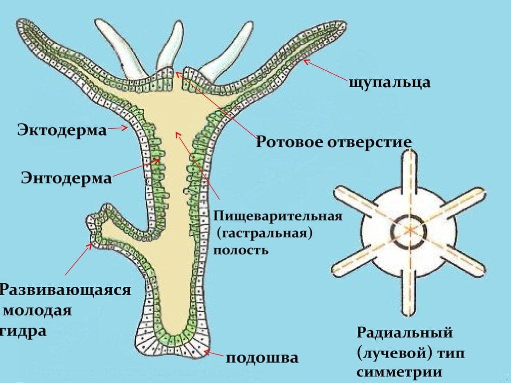 Mega darknet как войти